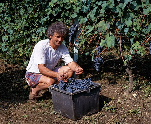 Roberto Voerzio harvesting his Nebbiolo grapes in La   Serra vineyard He has previously thinned out the   bunches in the summer to ensure that the vines do   not overcrop   La Morra Piemonte Italy      Barolo