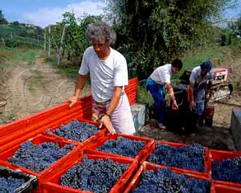 Roberto Voerzio loading trailer with boxes of   harvested Nebbiolo grapes from his La Serra vineyard   La Morra Piemonte Italy  Barolo