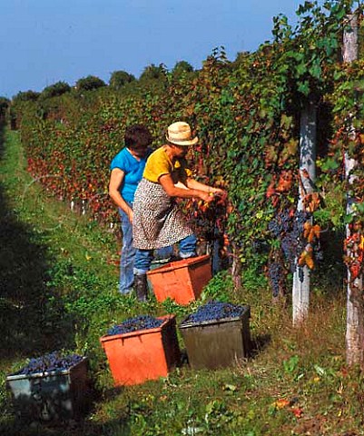 Harvesting Dolcetto grapes in vineyard of   Aldo Conterno at Bussia near Monforte dAlba   Piemonte Italy