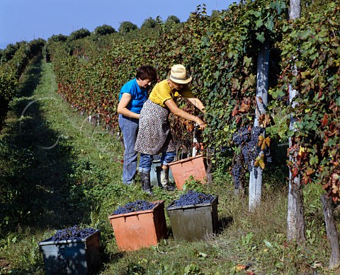 Harvesting Dolcetto grapes in vineyard of   Aldo Conterno at Bussia near Monforte dAlba Piemonte Italy