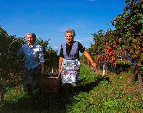 Harvesting Dolcetto grapes in vineyard of Aldo   Conterno at Bussia near Monforte dAlba Piemonte   Italy