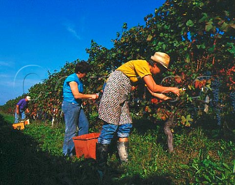 Harvesting Dolcetto grapes in vineyard of Aldo   Conterno at Bussia near Monforte dAlba Piemonte   Italy