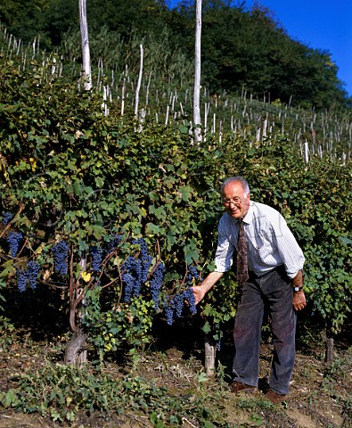 Aldo Conterno died 2012 with Nebbiolo grapes on 50year old   vines in his La Cicala vineyard at Bussia   near Monforte dAlba Piemonte Italy  Barolo