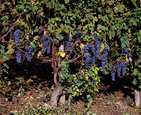 Nebbiolo grapes on 50year old vine in La Cicala vineyard of Aldo Conterno Bussia near Monforte dAlba Piemonte Italy  Barolo