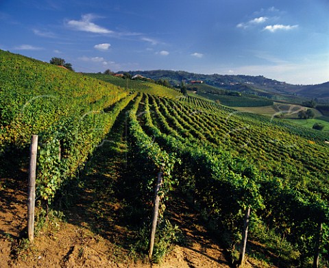 Romirasco vineyard of Aldo Conterno at Bussia near Monforte dAlba Piemonte Italy Barolo