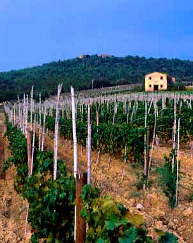 Merlot vineyard of Tenuta dell Ornellaia   Bolgheri Tuscany Italy