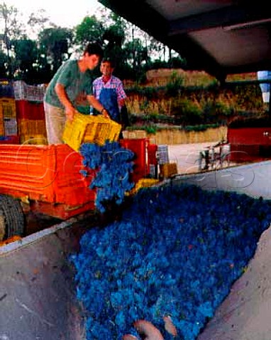Unloading harvested Cabernet Sauvignon grapes at   Ornellaia Bolgheri Tuscany Italy