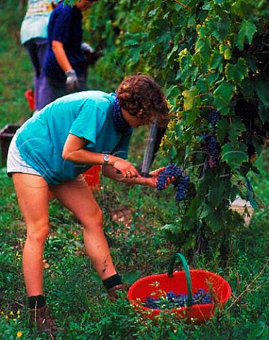 Harvesting Sangiovese grapes in vineyard of Riecine   near Gaiole in Chianti Tuscany Italy   Chianti   Classico