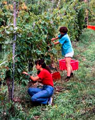 Harvesting Sangiovese grapes in vineyard of Riecine   near Gaiole in Chianti Tuscany Italy   Chianti   Classico