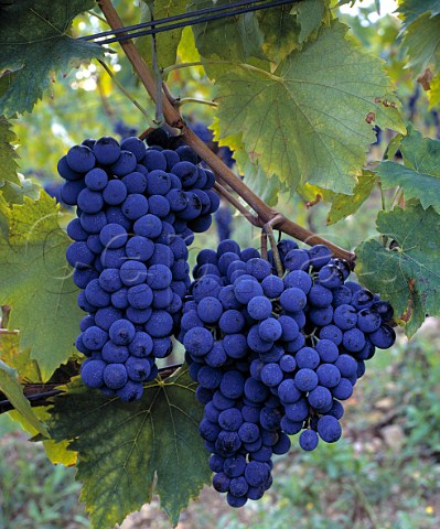 Sangiovese grapes in vineyard of Riecine   Gaiole in Chianti Tuscany Italy     Chianti Classico