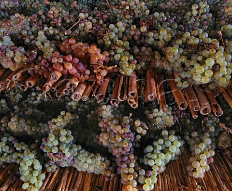 Trebbiano and Malvasia grapes drying on rush mats for Vin Santo in the vinsantaria of Isole e Olena Tuscany Italy