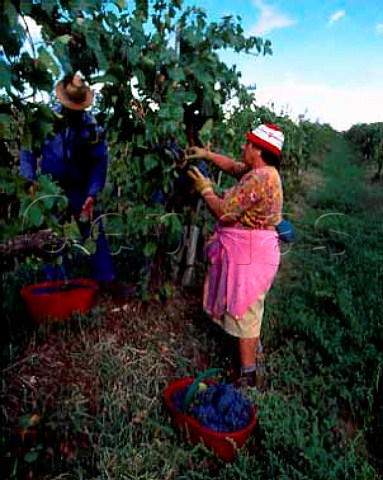 Harvesting Canaiolo grapes of Isole e Olena    Barberino Val dElsa Tuscany Italy      Chianti Classico