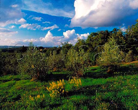 Olive grove on the estate of Isole e Olena   Barberino Val dElsa Tuscany Italy Chianti   Classico