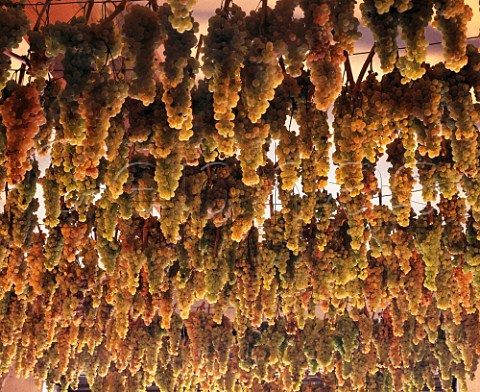Trebbiano and Malvasia grapes hanging up to dry for   Vin Santo in the vinsantaria of Selvapiana   Pontassieve Tuscany Italy    Chianti Rufina