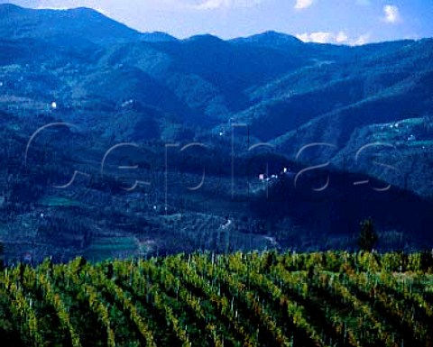 Vineyard on ridge above the Sieve Valley   near Rufina Tuscany Italy    Chianti Rufina