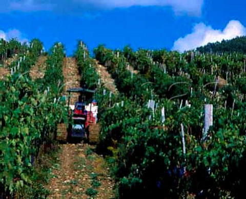 Harvesting in the Bucerchiale vineyard of   Selvapiana Pontassieve Tuscany Italy     Chianti Rufina