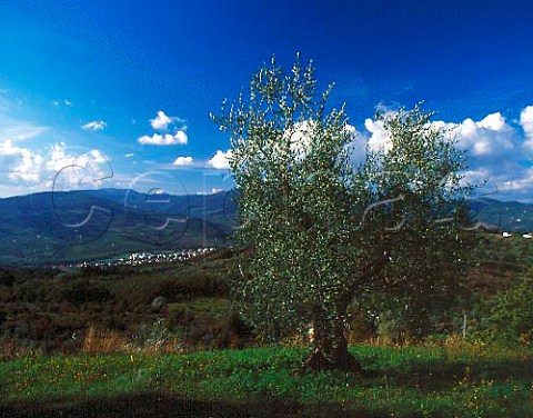 Olive tree above the Sieve Valley and town of   Rufina Tuscany Italy Chianti Rufina