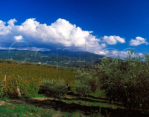 Olive trees and vineyard above the Sieve Valley and   town of Rufina Tuscany Italy   Chianti Rufina