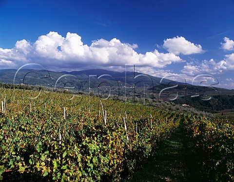 Vineyards of Castello di Nipozzano the property of Marchesi deFrescobaldi Pontassieve Tuscany Italy   Chianti Rufina