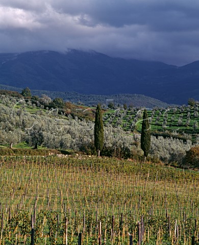 Vineyard and olive groves of Castello di Nipozzano  the property of Marchesi de Frescobaldi  with the Apennines in the distance Pontassieve Tuscany Italy  Chianti Rufina