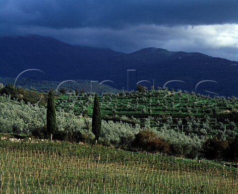 Vineyard and olive groves of Castello di Nipozzano    the property of Marchesi de Frescobaldi  with the   Apennines in the distance    Pontassieve Tuscany Italy    Chianti Rufina