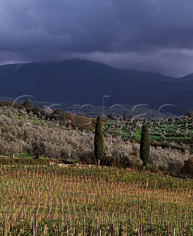 Vineyard and olive groves of Castello di Nipozzano   the property of Marchesi de Frescobaldi with the   Apennines in the distance  Pontassieve Tuscany   Italy    Chianti Rufina