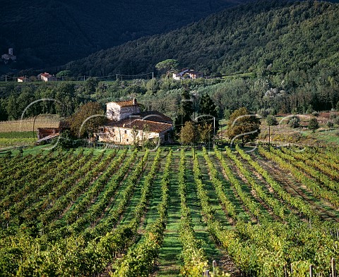 Vineyards above the Sieve Valley on the Castello di Nipozzano estate of Marchesi deFrescobaldi   Pontassieve Tuscany Italy  Chianti Rufina