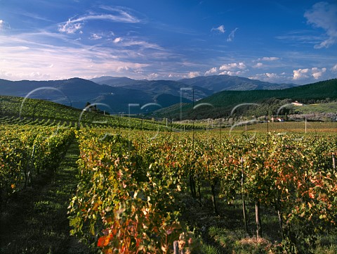 Montesodi vineyard on the Castello di Nipozzano estate of Marchesi deFrescobaldi Pontassieve Tuscany Italy Chianti Rufina