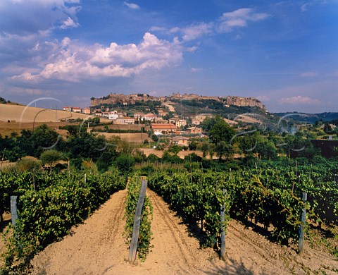 View over vineyard to the hilltop town of Orvieto Umbria Italy  Orvieto Classico