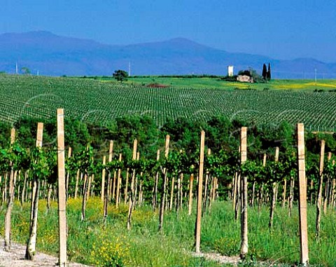 Vineyard of Villa Banfi with in the distance the   1738m high Monte Amiata Tavernelle near Montalcino   Tuscany Italy   Brunello di Montalcino
