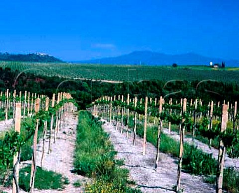 Vineyard of Villa Banfi with in the distance the   1738mhigh Monte Amiata   Tavernelle near Montalcino Tuscany Italy     Brunello di Montalcino