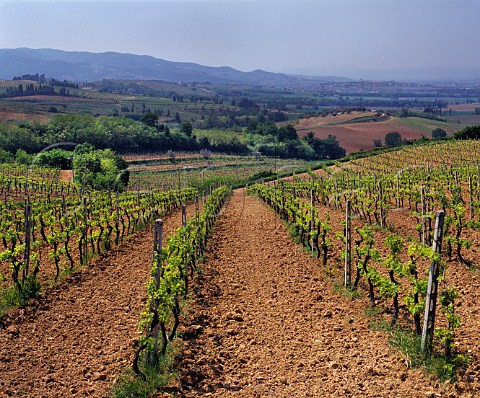 Monticchio vineyard of Lungarotti  Torgiano Umbria Italy