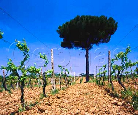 Part of the Monticchio vineyard of Lungarotti Torgiano Umbria Italy