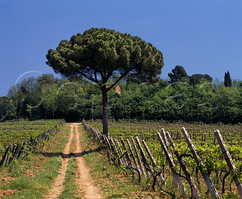 Pine tree in the Monticchio vineyard of Lungarotti Torgiano Umbria Italy
