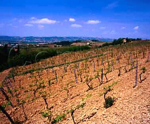 Vineyards of Lungarotti near Torgiano Umbria Italy