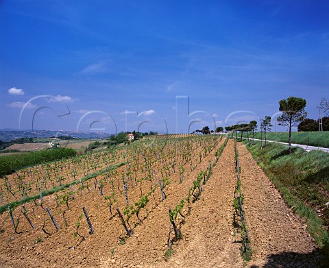 Vineyard of Lungarotti in spring Torgiano Umbria Italy