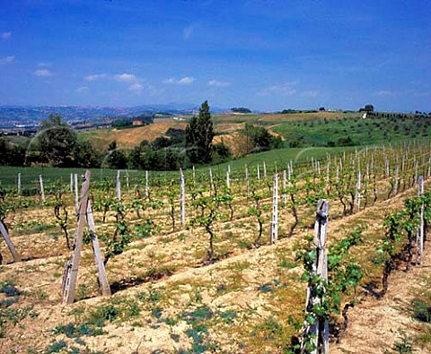 Vineyards at Brufa near Torgiano Umbria Italy      DOC Torgiano
