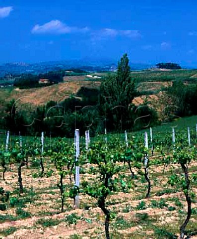 Vineyards at Brufa near Torgiano Umbria Italy     DOC Torgiano