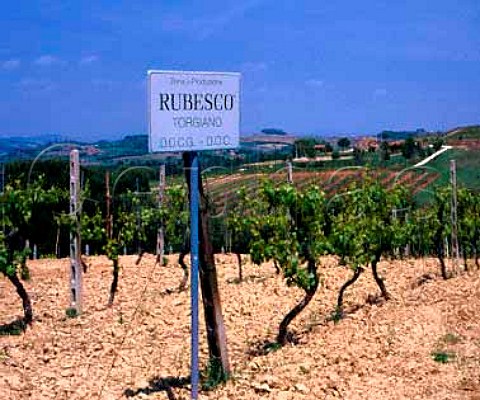 Vineyard for the red DOC Torgiano wine Rubesco of Lungarotti Torgiano Umbria Italy