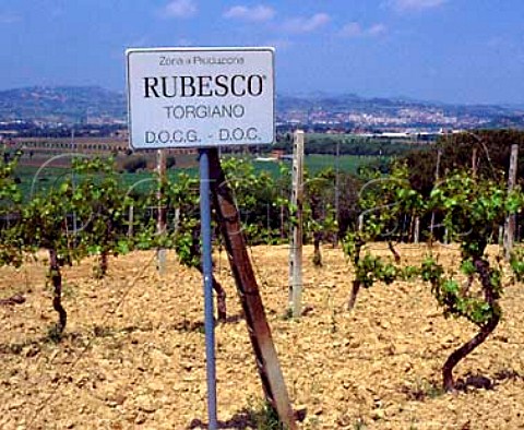 Vineyard for the red DOC Torgiano wine Rubesco of Lungarotti   Torgiano Umbria   Italy