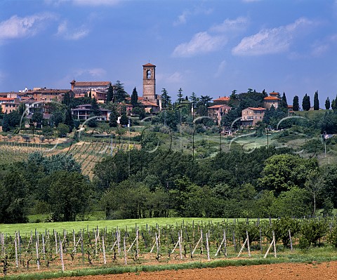 Vineyard below the town of Torgiano Umbria Italy