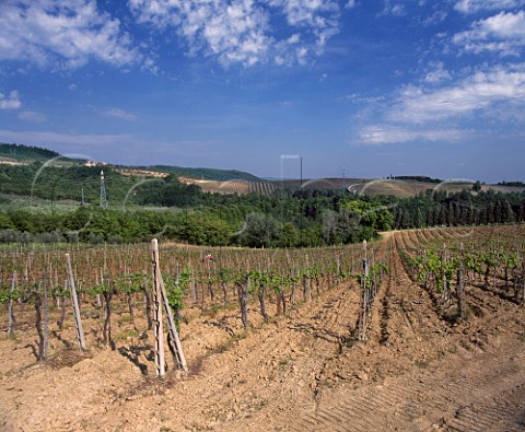 Vineyards on the Castello della Sala estate of   Marchese Antinori near Orvieto Umbria Italy   DOC Orvieto and various vdt