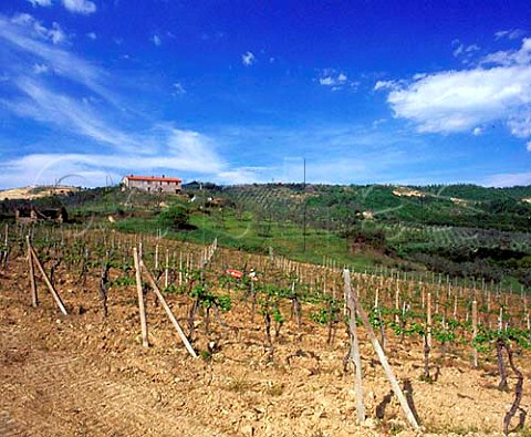 Vineyards on the Castello della Sala estate of    Antinori   Sala near Orvieto Umbria Italy   DOC Orvieto and various vdt