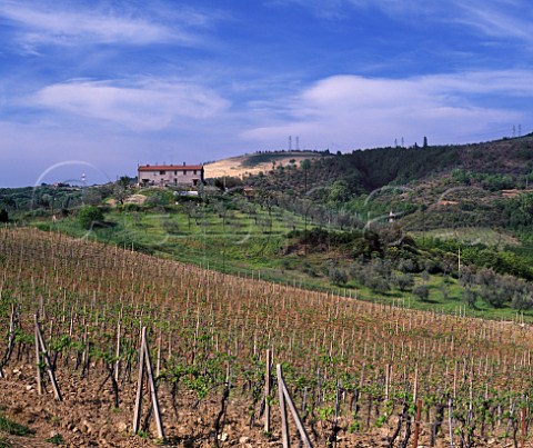Vineyards on the Castello della Sala estate of Antinori Sala near Orvieto Umbria Italy   Orvieto Classico 
