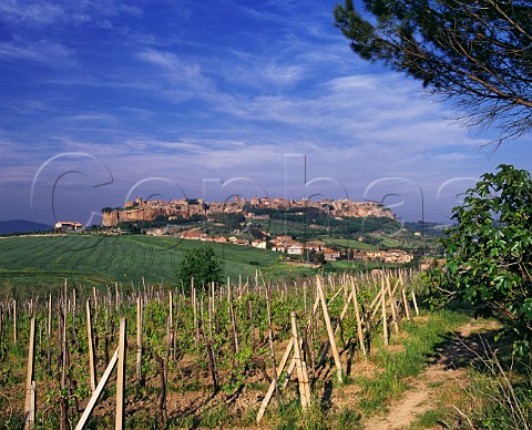 Vineyard with the hilltop town of Orvieto in distance Umbria Italy Orvieto