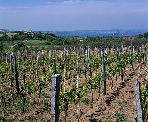 Poggio dei Gelsi vineyard of Falesco with Lago di Bolsena in the distance Owned by Riccardo Cotarella   Montefiascone Lazio Italy  Est Est Est di Montefiascone