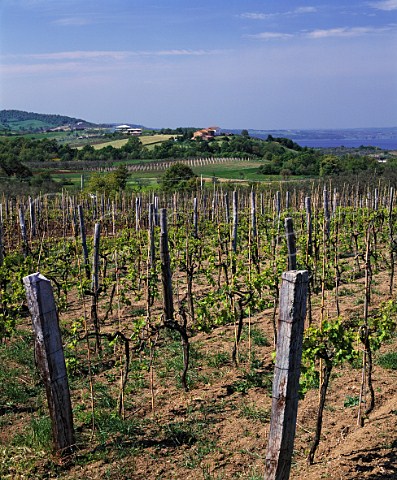 Poggio dei Gelsi vineyard of Falesco with Lago di Bolsena in the distance    Montefiascone Lazio Italy Est Est Est di Montefiascone