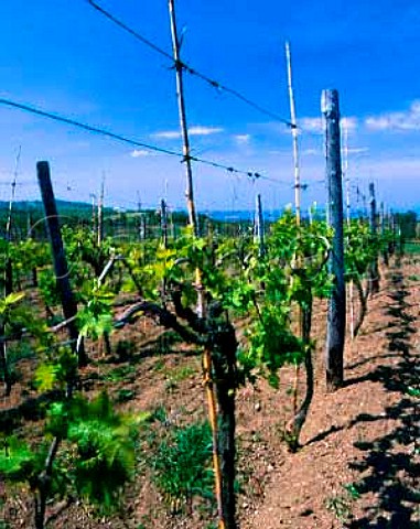 Falescos Poggio dei Gelsi vineyard    Montefiascone Lazio Italy   Est Est Est di Montefiascone