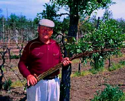 Felice Saraca in front of his willow tree from which   he cuts the osier shoots to tie up his vines   Montefiascone Lazio Italy   Est Est Est di Montefiascone