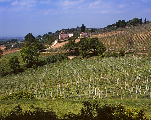 Vineyards at Montefalco Umbria Italy   